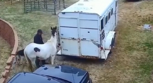 Ata saldıran pitbull hayatının şokunu yaşadı
