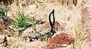 Dakikalarca dans eden yılanlar kendilerini izleyenleri hayran bıraktı