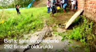 Endonezya´da timsahları pala ve baltalarla öldürdüler