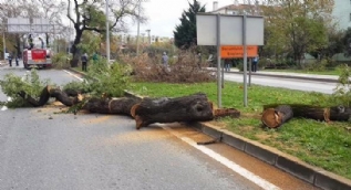 CHPli Belediye asırlık çınarları kesti!