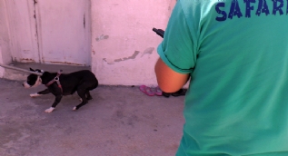 Polis baskınında pitbul tedirginliği