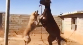 Kızgın kangal ve atın inanılmaz kapışması