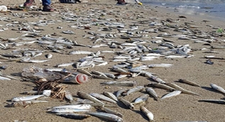 Alanya´da telef olmuş binlerce balık sahile vurdu