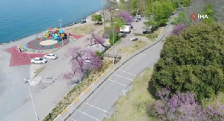 İstanbul Boğazı´nda Erguvan zamanı!