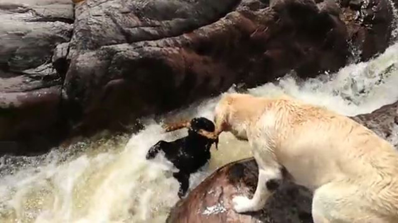 Kopek Suya Dusen Arkadasini Boyle Kurtardi Yasam Video Galeri Star