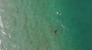Köpek balığı saldırısını drone ile engelledi! İşte o anlar...