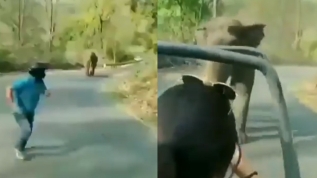 Korku doldu anlar! Kızgın filden böyle kaçtılar