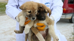 Yaylada ölüme terk edilen 26'sı yavru 28 köpeğe Belediye sahip çıktı