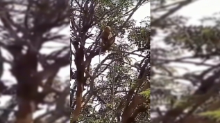 İnanılmaz olay! Maymunlar görevliye saldırıp kan örneklerini çaldı