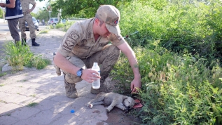 Yaralı köpeğe Mehmetçik şefkat eli uzattı