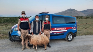 Hayvan hırsızları 120 saatlik kamera kaydı incelenerek yakalandı