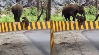 Zorda kalan minik filin yardımına annesi yetişti! işte o anlar