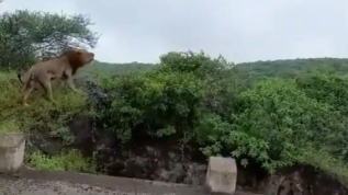 Ormanın kralından ihtişamlı yağmur karşılaması