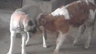 Görenler şaşırdı! Annesiz kalan danayı kangal emzirdi