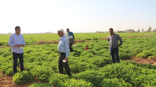 Harran Ovası'nda yeni alternatif ürün: Yer fıstığı