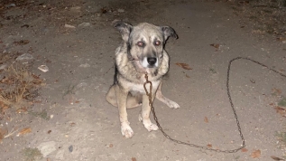 Komşusunun bahçesine girip köpeğini öldürdü