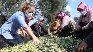 Yöneticiliği bırakıp zeytinyağı üretmeye başladı, uluslararası takdir görüyor