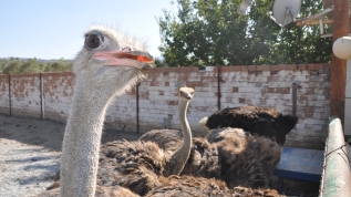 Hobi olarak başladı, şimdi talebe yetişemiyor