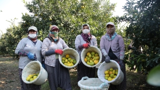 Kadınlar günün ilk ışıklarıyla bahçelerin yolunu tutuyor, aile ekonomisine katkı sağlıyor