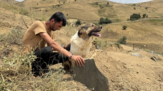 Yrek burkan sadakat... Sahibinin mezarn terketmiyor