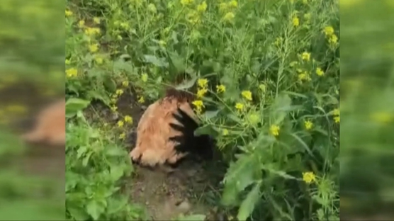 Ders gibi mcadele! Anne tavuktan kargaya geit yok! 