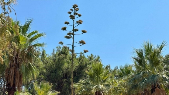 Antalya'da 30 yıl önce süs için dikilen Agave bitkisi çiçek açtı