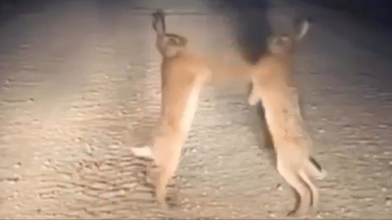 Doğada nefes kesen anlar! Boks maçı gibi kapışma