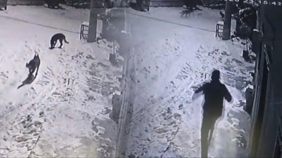 �ay i�erken bah�edeki sesleri duydu: Kurtlar� �aydanl�kla kovalad� 