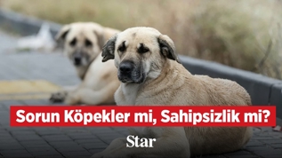 Sorun k�pekler mi, yoksa sahipsizlik mi?