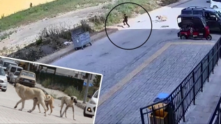 Ba��bo� sokak k�pe�i deh�et sa�t�: 7 ya��ndaki �ocuk can�n� zor kurtard�