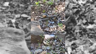 Yer Tunceli: Y�lan�n sincap av� saniye saniye kaydedildi 